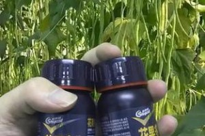 如何选择适合豆角生长的肥料？（掌握豆角肥料的知识，助力您的豆角高产丰收！）