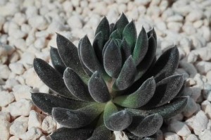 多肉石莲花盆栽的养护与技巧（打造迷人多肉花园，石莲花是首选）