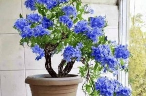 冬天剑兰养护指南（如何正确地养护剑兰花，让它们在冬天也能茁壮成长）