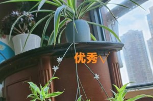 金边吊兰可以活得没有根吗？（无根金边吊兰的生存技巧和注意事项）