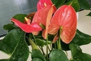 阿司匹林可以用于红掌花的浇水吗？（探究阿司匹林对红掌花的作用及注意事项）