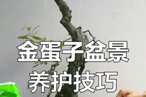 金弹子修剪最佳时间（为您揭秘金弹子修剪的最佳时间和技巧，让您的花园更加绚丽多彩）