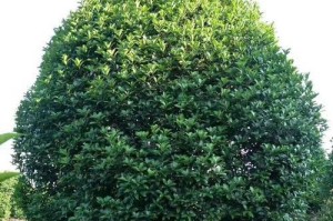 阳光与桂花树的关系（喜阳还是喜阴？——探究桂花树的养护之道）
