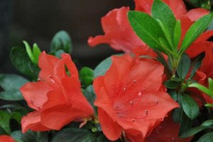 杜鹃花的品种及特点（探寻杜鹃花的花色与花型）