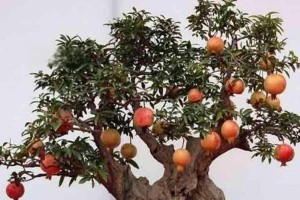 石榴树养护指南（在室内也能欣赏石榴花果盛开的美丽景象）