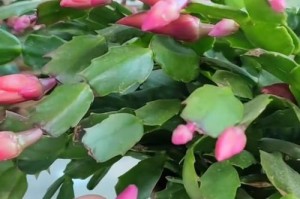 蟹爪兰的花苞怎样长出来（揭秘蟹爪兰的花苞形成过程与促进方法）