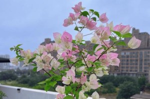 三角梅花期持续时间有多长？（解析三角梅花期的时间长短和影响因素）