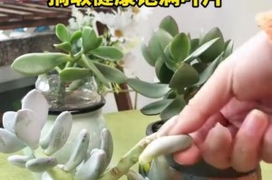 用矿泉水瓶培植多肉的方法（简单易行的多肉培植技巧）