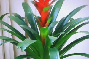 美容店的招财秘诀——植物