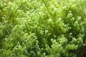 探究鹿角菜的生长之谜（从何处生长、栖息于何处）