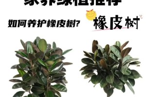 橡皮树（橡皮树的甲醛吸附效果及应用）