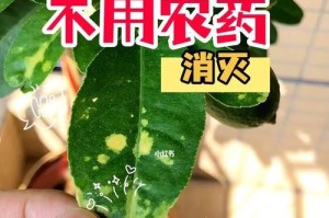 小黑飞怎么治？（探索小黑飞治疗方法的有效性与可行性）