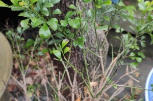 米兰花叶子变黑的原因与解决方法（了解原因，救救你的米兰花！）