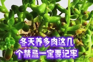 北方养多肉如何应对寒冷冬天？（多肉植物保暖妙招及常见问题解决）