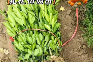 掌握嫁接技巧，打造旺盛的桔子树（桔子树嫁接的时机、方法及注意事项）