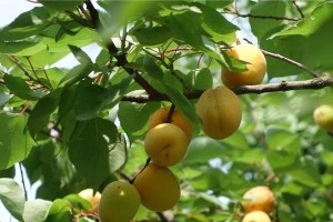 杏子采摘季节（掌握杏子成熟期，丰收在望）