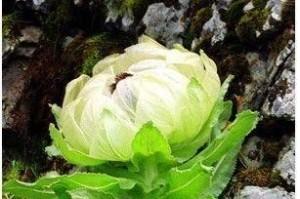 保护雪莲花，守护自然之美（雪域珍贵的植物，被誉为“天上的花朵”）