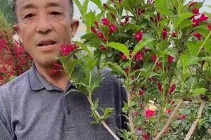锦带花的养殖方法及技巧（打造美丽花园，锦带花让您如虎添翼）