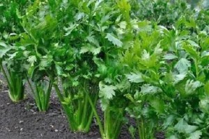露天种植芹菜的最佳月份（探究芹菜种植的最佳时间，帮助你丰收无忧）