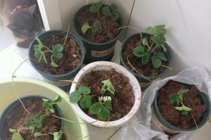 草莓的光合作用与日照需求（探究草莓对太阳的喜爱与成长关系）