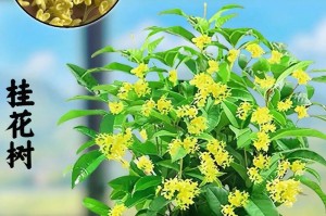 探究桂花树的类别和特点（从形态结构、生长习性和用途等角度全面解析）