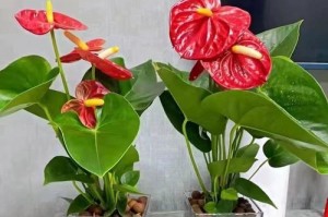 以袖珍椰子怎么才能绿（挑选健康的袖珍椰子，绿意盎然生活）