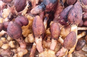 揭秘春不老（春不老之美食探秘，营养价值大揭秘）