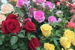 玫瑰花的种类和特征（探秘玫瑰的品种、生长环境和用途）
