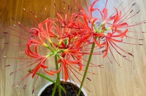 西向阳台的理想花卉选择（打造舒适的阳台生活）