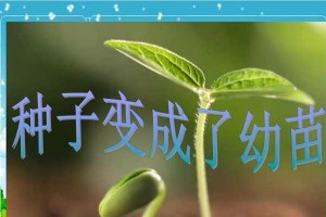 如何选择最佳种植时间，让你的桂花好种子开花结果（桂花好种子，什么时间种植最好？）