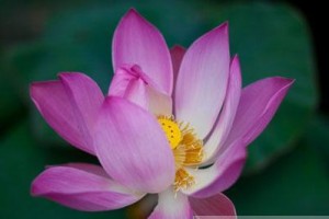 莲花的花语与意义（探寻莲花的吉祥象征与文化内涵）