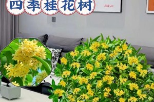 大型桂花树嫁接技巧（掌握嫁接技巧，让大型桂花树焕发新生命）