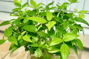 水培绿豆的养护指南（详解水培绿豆的种植、养护、管理及疾病防治）