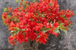 三角梅种植技巧（从土壤配制到养护全面解析，打造美丽的三角梅花园）