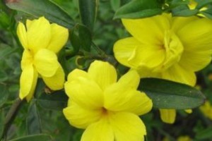 如何科学浇水养护迎春花（迎春花的浇水技巧和注意事项）