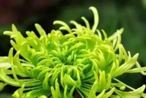 绿菊——好养之选（掌握养殖方法和养护要点，让绿菊常青常美）