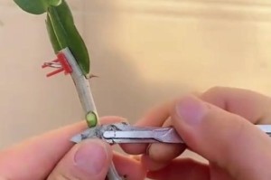 以仙人掌怎么嫁接蟹爪兰（掌握嫁接技巧，让蟹爪兰绽放绚丽之美）