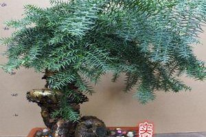 澳洲杉盆景修剪全攻略（掌握正确修剪方法，打造完美盆景）