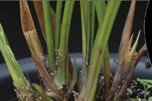 兰花花叶病的防治方法（详解兰花花叶病的症状及防治技巧）