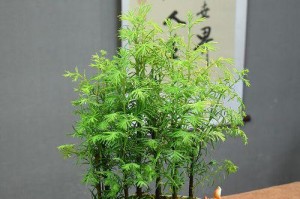 以水彬盆景的养护常识（打造独特水景，享受自然之美）