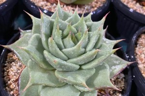 探秘野马东云多肉的种植技巧（了解野马东云多肉的特点与养护要点）