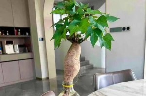 如何快速让番薯发芽（掌握方法，让番薯生长更健壮）