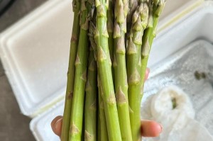 春季鲜美的芦笋如何采摘？（如何选择最佳采摘时间？芦笋采摘的技巧和注意事项。）