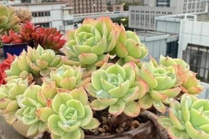 多肉小苗适合晒太阳吗？（了解多肉植物对太阳的需求量）