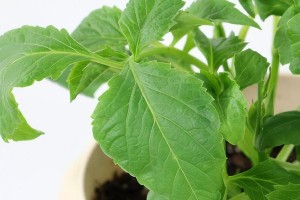茶梅树适合种植在阴湿环境还是阳光充足的地方？（探究茶梅树的生长环境选择及其生长特点。）