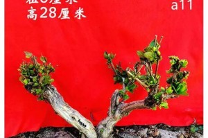 木桩花盆适合养什么花？（挑选合适的植物种类，让花盆更有生命力）
