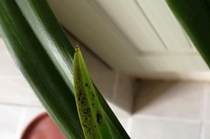 墨兰耐低温度测评（探究墨兰耐多少度低温，耐寒性能怎样？）