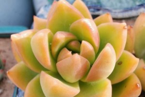 如何应对黄丽徒长？（预防与治疗黄丽徒长的有效方法）