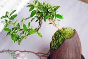 六月雪——会晒太阳吗？（夏季的奇观，是真的还是假的？六月雪的秘密揭晓！）