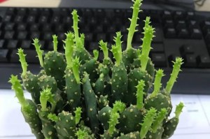 仙人球换盆后的浇水技巧（浇水时间、方法与注意事项）